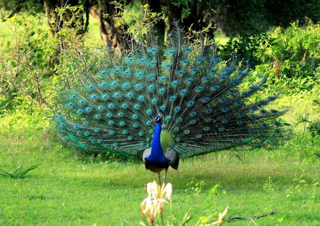 فندق Kulu Safaris يالا المظهر الخارجي الصورة