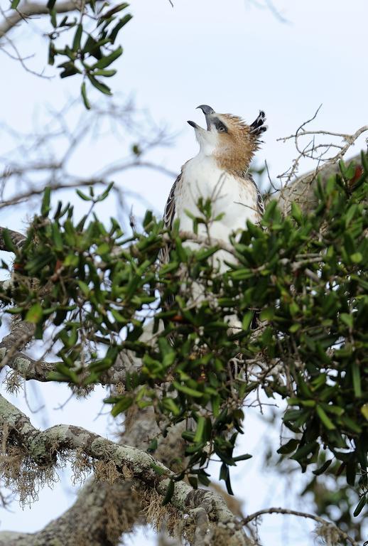 فندق Kulu Safaris يالا المظهر الخارجي الصورة