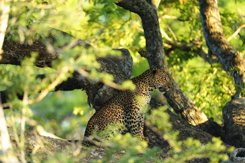 فندق Kulu Safaris يالا المظهر الخارجي الصورة