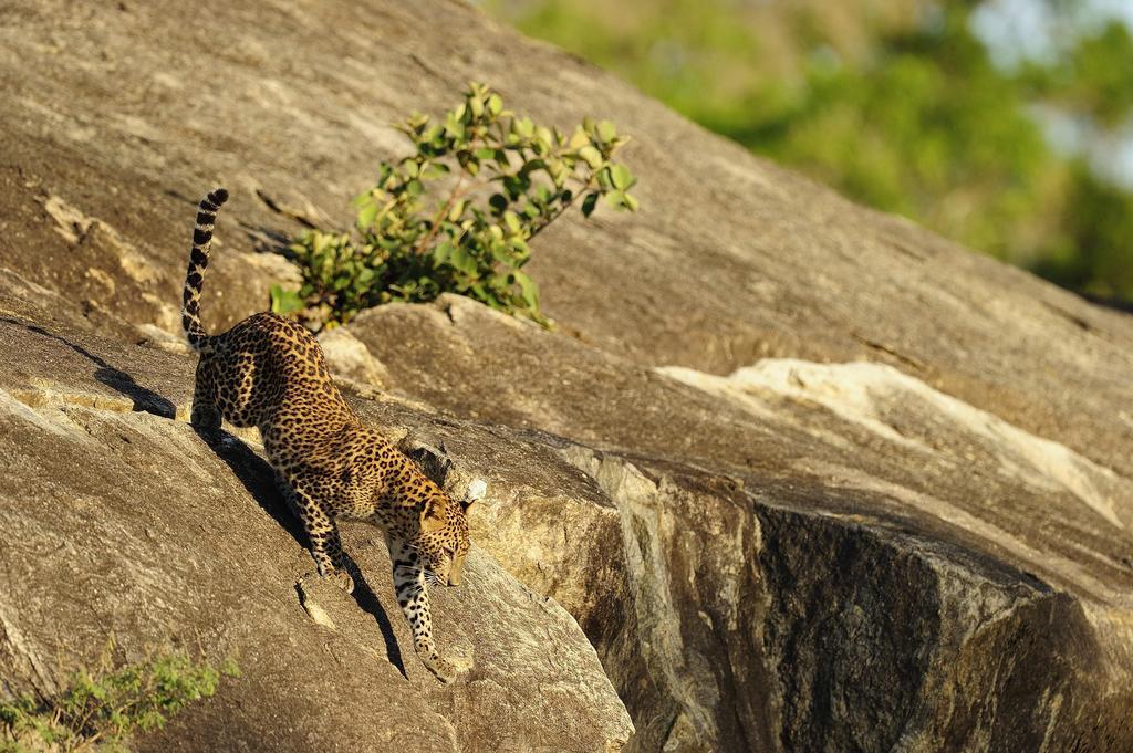 فندق Kulu Safaris يالا المظهر الخارجي الصورة