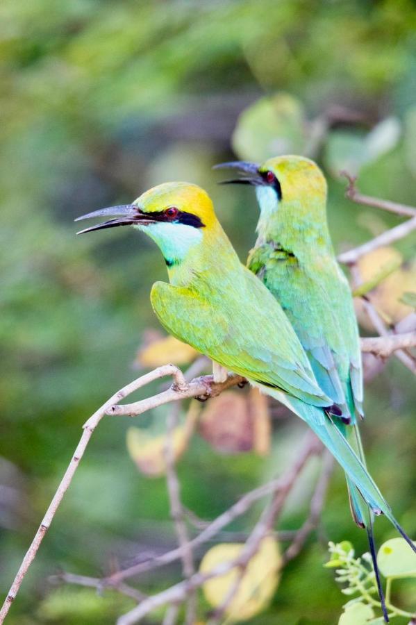 فندق Kulu Safaris يالا المظهر الخارجي الصورة